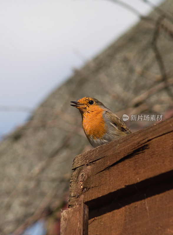 Robin Erithacus rubecula在篱笆上唱歌